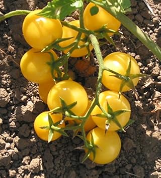 Yellow cherry tomato Solanum lycopersicum seeds for planting in home garden